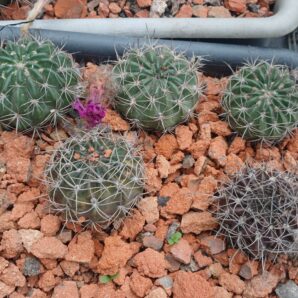 Lobivia hybrid