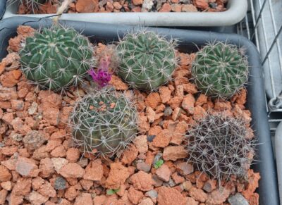 Lobivia hybrid
