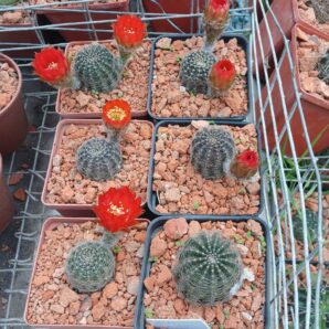 Lobivia rebutioides VG 628
