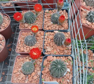 Lobivia rebutioides VG 628