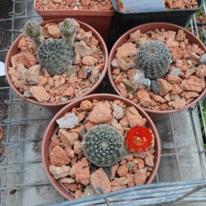 Lobivia rebutioides VG 628