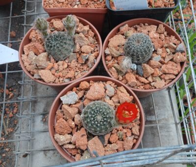 Lobivia rebutioides VG 628