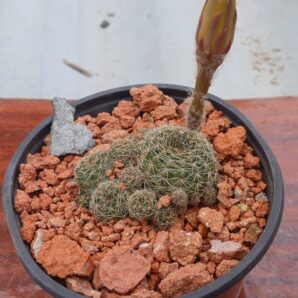 Lobivia arachnacantha v.sulphurea Vazq 542.