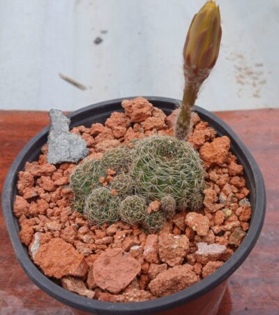 Lobivia arachnacantha v.sulphurea Vazq 542.