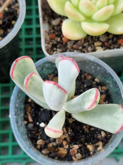 Cotyledon Orbiculata variegated(long leaf) - Зображення 2
