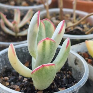 Cotyledon Orbiculata variegated(long leaf)