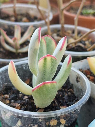 Cotyledon Orbiculata variegated(long leaf)
