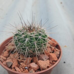 Acanthocalycium spiniflorum P 120
