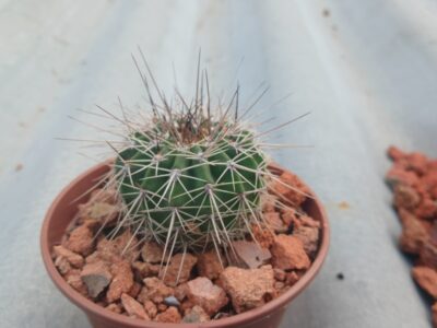 Acanthocalycium spiniflorum P 120