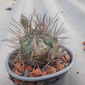 Acanthocalycium munitum VG1029