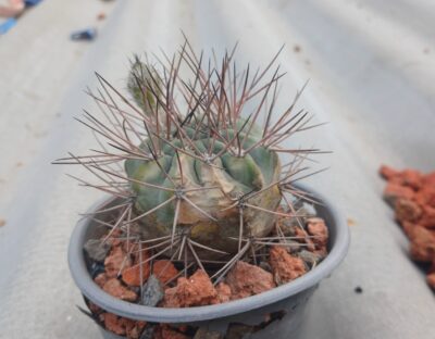 Acanthocalycium munitum VG1029