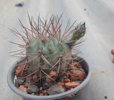 Acanthocalycium munitum VG1029 - Зображення 2
