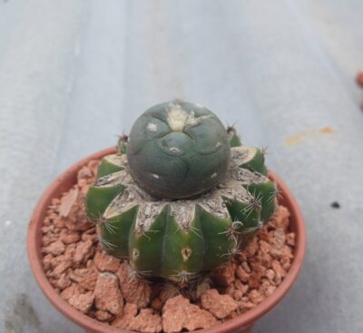 Lophophora alberto-vojtechii VM 750 - Зображення 2