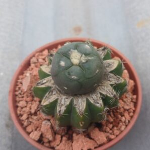 Lophophora alberto-vojtechii VM 750