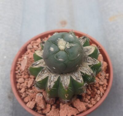 Lophophora alberto-vojtechii VM 750
