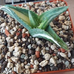 Aloe variegated