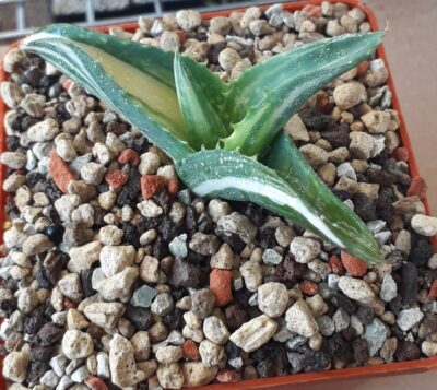 Aloe variegated