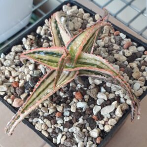 Aloe 'Christmas Carol' variegated