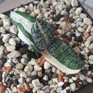 Gasteria batesiana white variegated