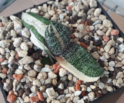 Gasteria batesiana white variegated
