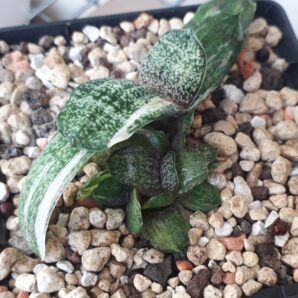 Gasteria batesiana white variegated