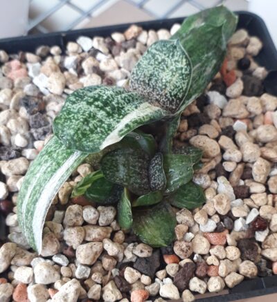 Gasteria batesiana white variegated