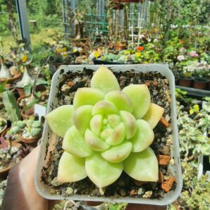 Echeveria agavoides Gilva