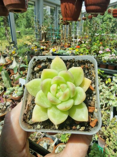 Echeveria agavoides Gilva