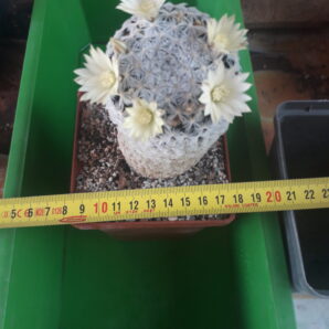 MAMMILLARIA duwei