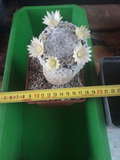 MAMMILLARIA duwei