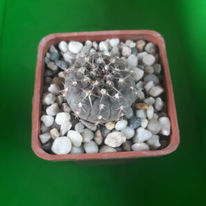 GYMNOCALYCIUM bodenbenderianum