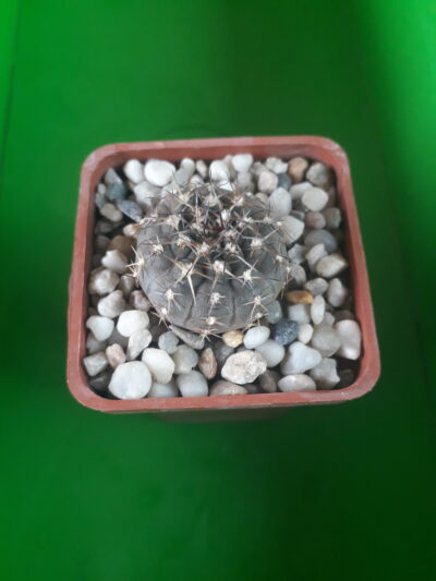GYMNOCALYCIUM bodenbenderianum