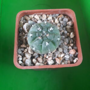 GYMNOCALYCIUM berchtii