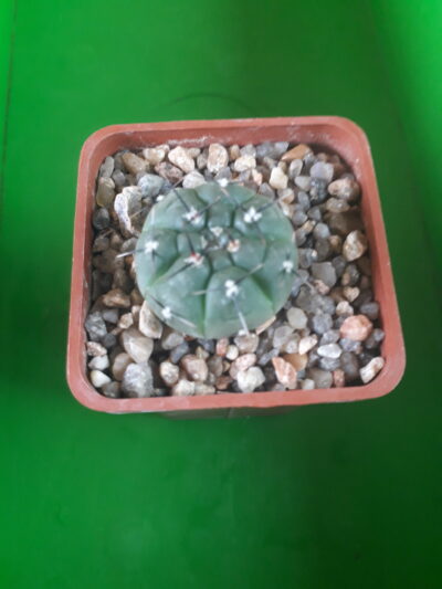 GYMNOCALYCIUM berchtii