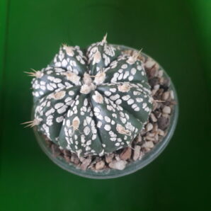 Astrophytum hybrid SK Multi-hybrid