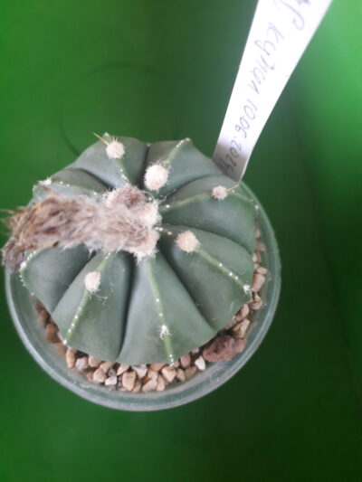 A. asterias "nudum"