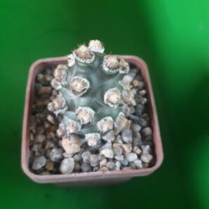 Tephrocactus molinensis