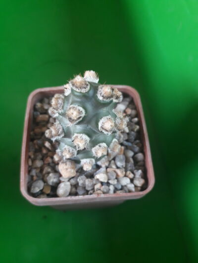 Tephrocactus molinensis