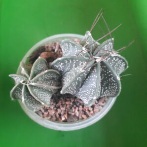 Astrophytum hybrid AS-SEN(AU) (