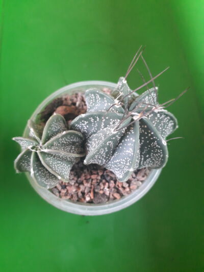 Astrophytum hybrid AS-SEN(AU) (