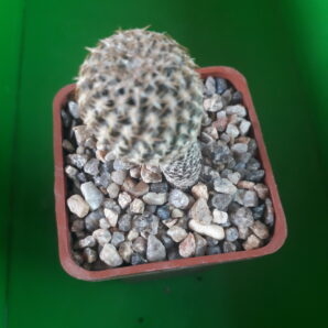 Thelocephala napina