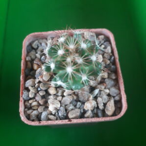 Coryphantha hesteri