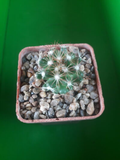 Coryphantha hesteri