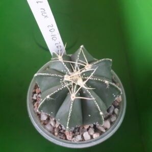 Astrophytum capricorne cv. Crassispinoides