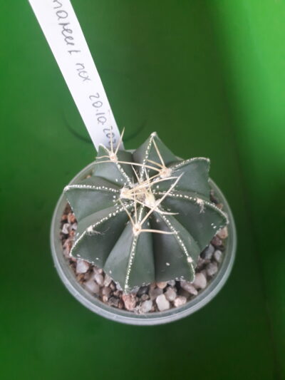 Astrophytum capricorne cv. Crassispinoides