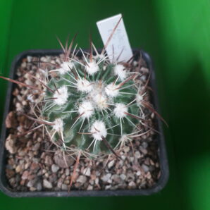 Echinofossulocactus albatus