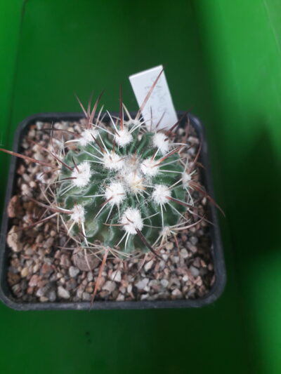 Echinofossulocactus albatus