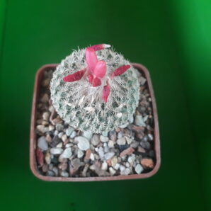 Epithelantha micromeris subs. greggi