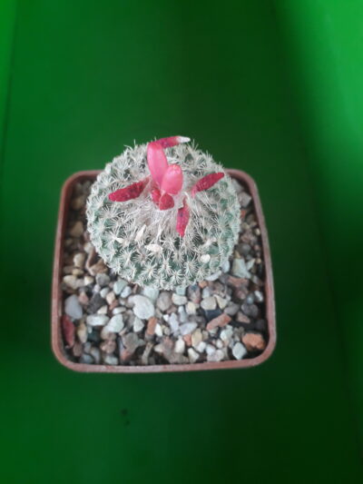 Epithelantha micromeris subs. greggi