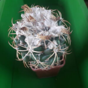 Coryphantha garessii